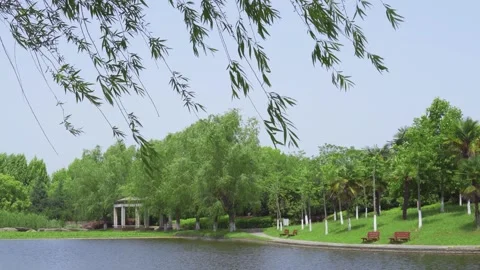Lush Willow Branches Swaying Above a Glassy Summer Park Lake Stock Footage 341913750