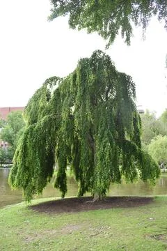Lush Willow Tree in Boston Commons Stock Photos