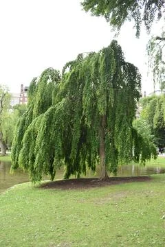 Lush Willow Tree in Boston Commons Stock Photos