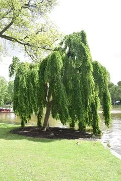 Lush Willow Tree in Boston Commons Stock Photos
