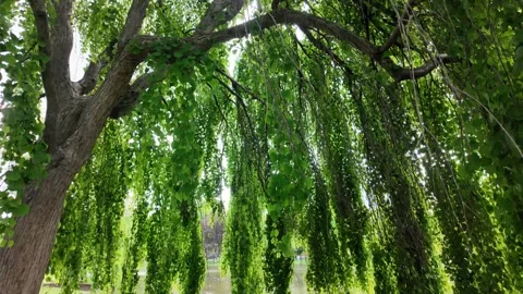 Lush Willow Tree in Boston Stock Footage 318419343