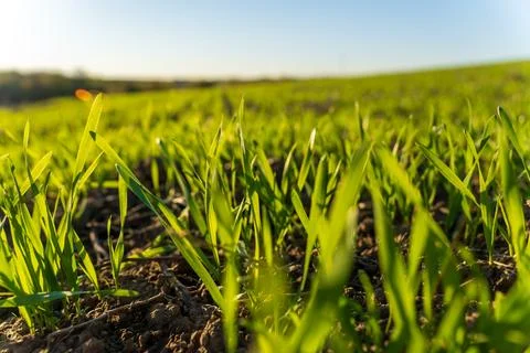 Lush winter wheat sprouts thrive in a sunlit field, dancing softly in the w.. Foto stock