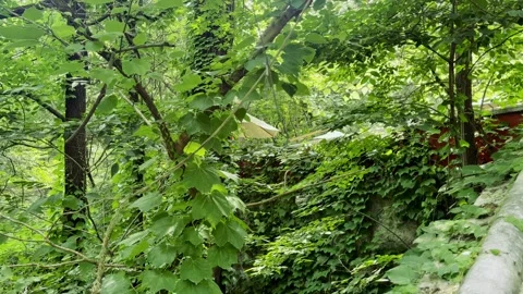 Lush Woods on the Hillside Stock Footage 314946781
