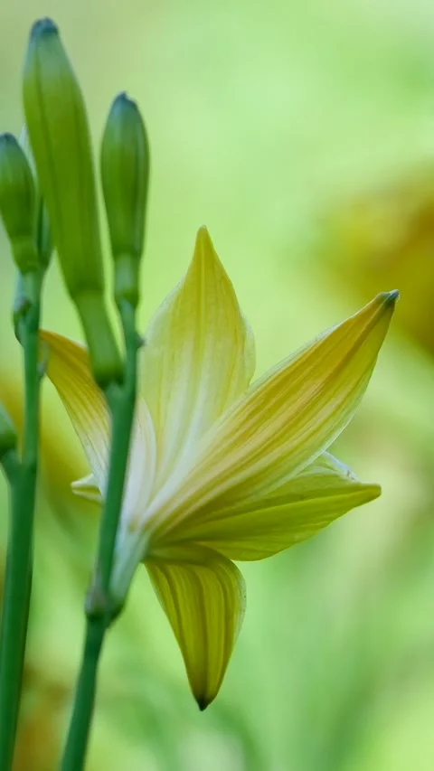 Lush yellow flowers bloom vibrantly along a pathway, surrounded by greenery and 動画素材 302807147