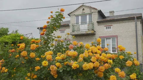 Lush yellow roses in the backyard Stock-Footage 330080028