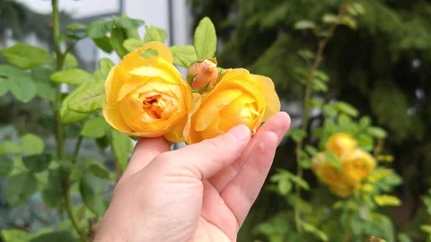 Lush yellow roses in hands Stock Footage 318481141
