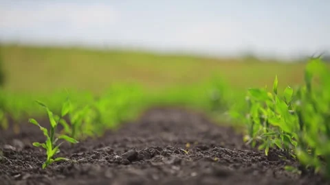 Lush young corn sways in breeze, perfect symmetry in a thriving field. Stock Footage 307617274