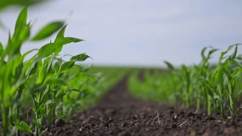 Lush young corn sways in field, rhythm of wind in motion. Stock Footage 310100108
