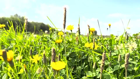  lush young grass against a clear sky Stock Footage 285149064