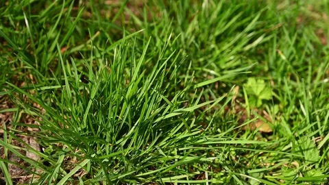 Lush young green grass gently sways under the light breeze of the spring wind Video stock 303554599