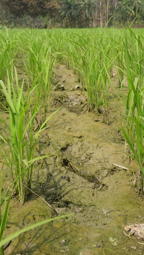 Lush young rice paddy fields 스톡 동영상 332590843