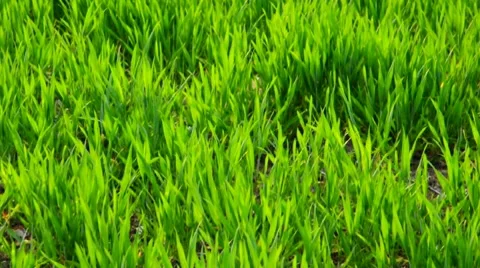Lush Young Wheat Plants Stock Footage 7756756