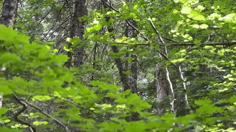 Lushes Green forest around Mount Hood Stock Footage 312653209