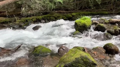 Lushes Green forest around Mount Hood Stock Footage 312653238