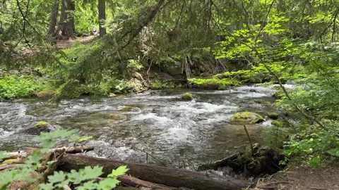 Lushes Green forest around Mount Hood Stock Footage 312653329