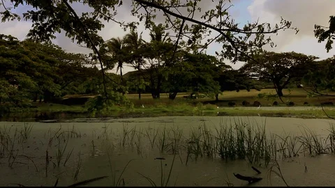 LushGreenBirdMarsh Stock Footage 104203697