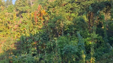 Lushgreenforestvegetation Vídeo Stock 331658242