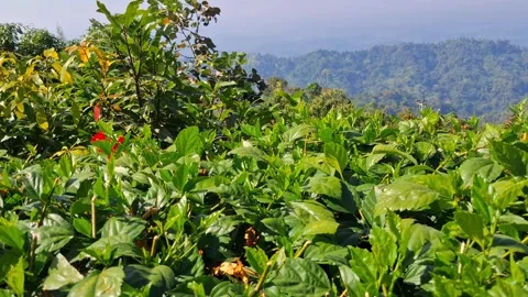 Lushgreenvegetation Vídeo Stock 331657277