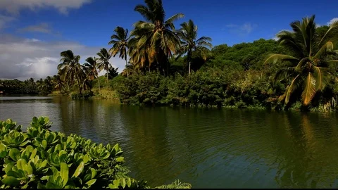 LushLagoon Stock Footage 104206195