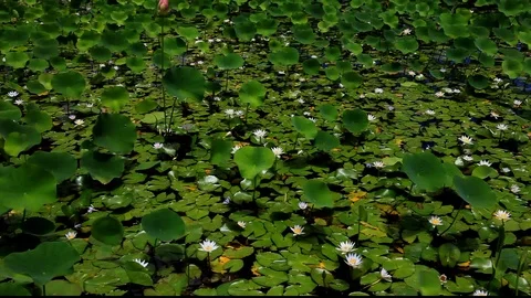 LushLillyPond1 Stock Footage 104206616