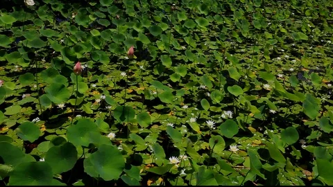 LushLillyPond2 Stock Footage 104207366