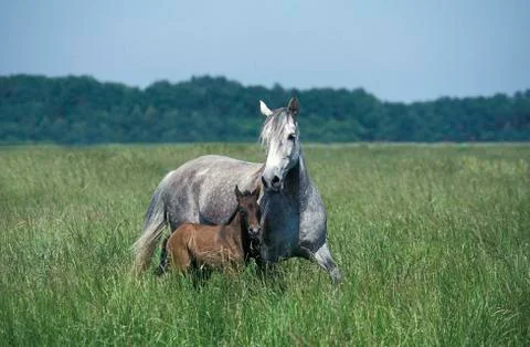 LUSITANIEN Stock Photos