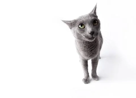  Lustige Katze Russisch Blau Katze mit Freisteller auf Weiss ,property rel... Stock Photos