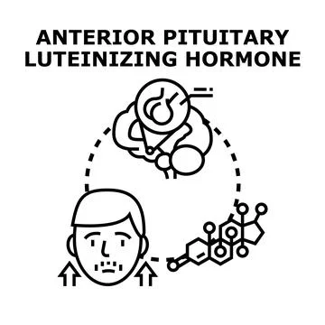 Luteinizing hormone producing concept vector illustration Stock Illustration