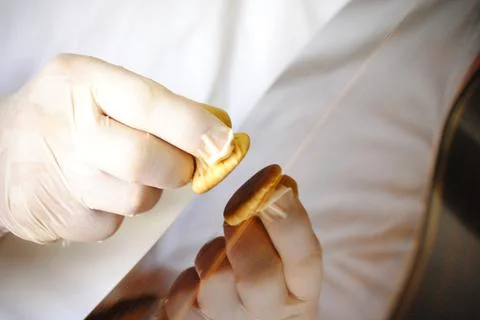 Luthier varnishing manually the back side of a spanish guitar Stock Photos