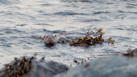 Lutra lutra Otter Moving Through Waves – Natural Wildlife Behavior. Stock Footage 295449589