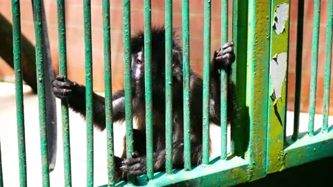 Lutung in the cage Stockbeeldmateriaal 217678396