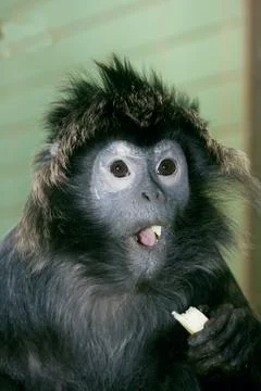 Lutung  (Trachypithecus) Stock Photos