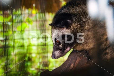 Photograph: Luwak - Asian palm civet in a cage Luwak, asian palm civet ...