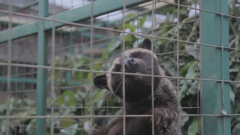 Luwak in cage Stock Footage