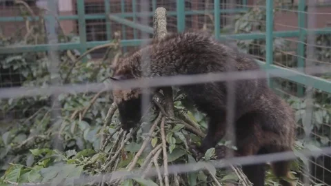 Luwak climbing branch inside cage Vidéo 83938500