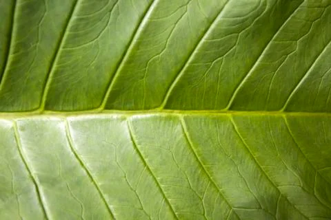 Luwak coffee leaf Stock Photos