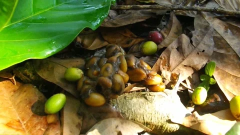 Luwak Coffee Lover. Video stock 173584298