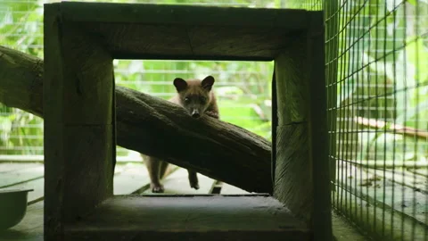 Luwak Peering through box in Enclosure, Bali Stock Footage 147256224