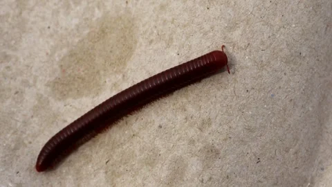 Luwing or millipedes crawling in the grass Video stock 280896232