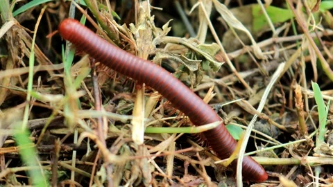 Luwing or millipedes crawling in the grass Stock Footage 280957285