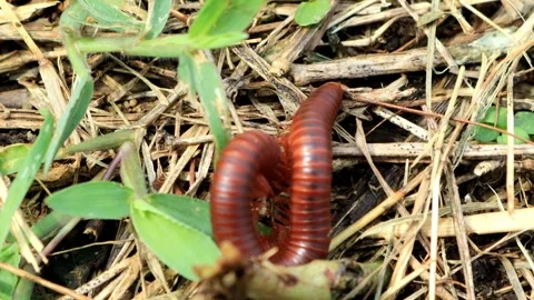 Luwing or millipedes crawling in the grass Stock Footage 280957346