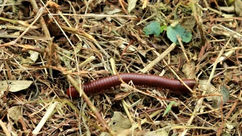 Luwing or millipedes crawling in the grass Stock Footage 280957364