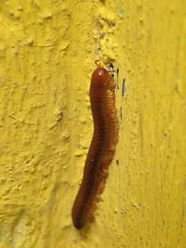 Luwing (Trigoniulus corallinus) Stock Photos