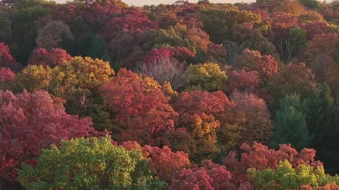 LUX Fall Leaves Trees NYC Skyline Aerial from Watchung NJ 2024 Mansion Stock Footage 289147615