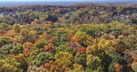 LUX Leaves Falling. Fall Weather Home Wooded Area Stock Footage 289146914