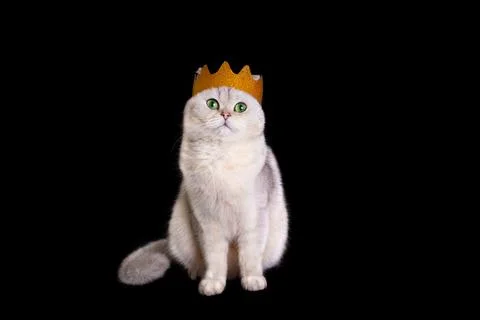 A luxary white cat in a golden crown sits on an isolated black background. Stock Photos