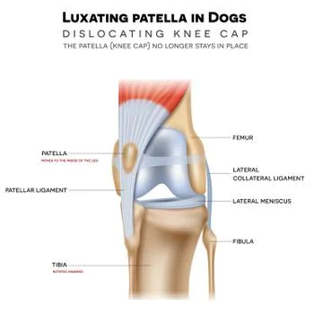 Luxating patella in dogs Stock Illustration