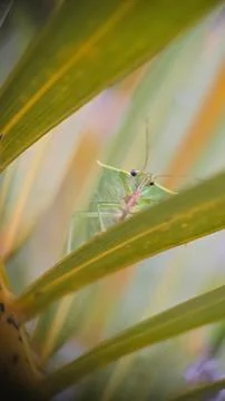 Luxe Insect on a leaf Stock Photos