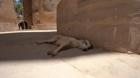 Luxor, Egypt -MARCH 10, 2026: Stray dog sleeping in the shade at karnak temple Stock Footage 331120118
