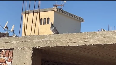 Luxor Governorate Stock Footage 302390427